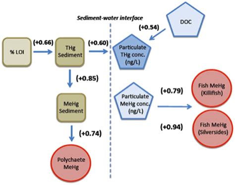 Relational Diagram For Total Hg And Mehg In Sediment And Water Column