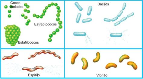 Exercícios Sobre Bactérias Toda Matéria