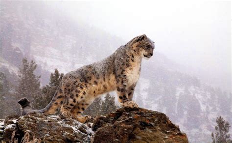 A Very Rare Look At The Beautiful Snow Leopards Animal Encyclopedia