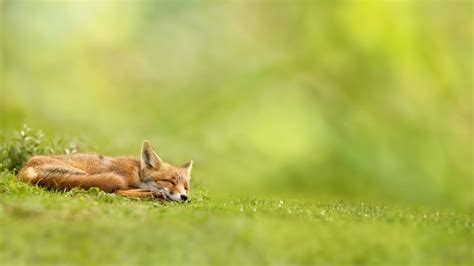 Nature Landscape Fox Sleeping Field Grass Depth Of Field Green