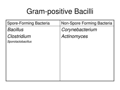 Ppt Spore Forming And Non Spore Forming Gram Positive Bacilli 10 Th