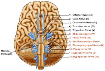 Anatomy Of Medulla Oblongata