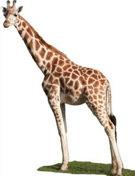 Giraffe Legs Strong Skinny Secret Bbc News