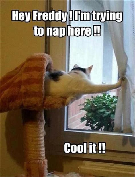 Watch The Unique Pinterest Funny Animal Pictures Hilarious Pets Pictures