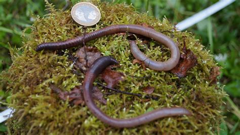 ‘earthworm Dilemma Has Climate Scientists Racing To Keep Up The New