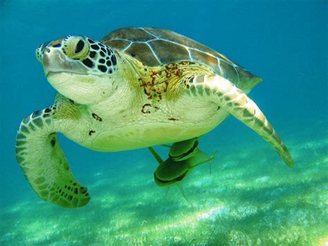Nado Con Tortugas Una Experiencia Inolvidable En El Mar Caribe