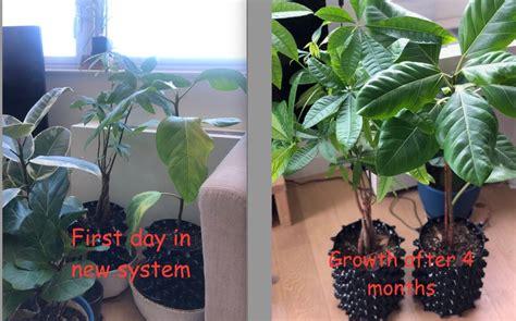 Air Pruning Self Watering 2 Gallon Indoor Planter Etsy