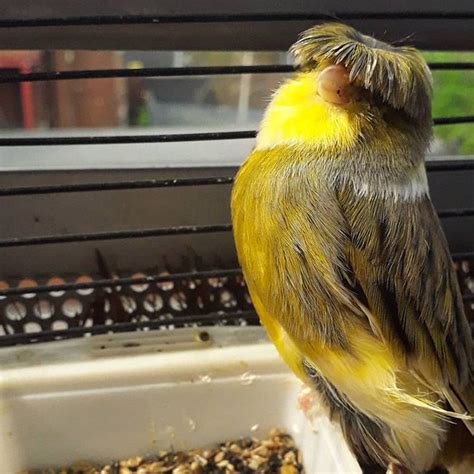 Gloster Canaries Always Have A Bad Hair Day Canary Birds Pet Birds
