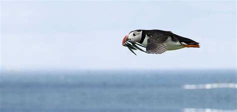 Fish Mouth Flying Puffin Avian Bird Feeding Photos Public