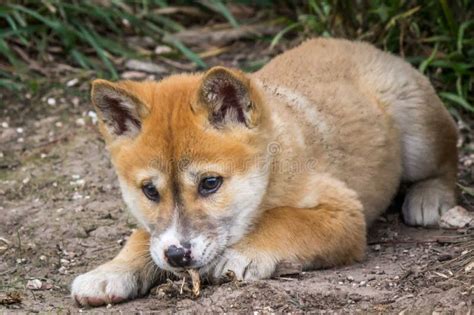 Purebred Dingo Puppy Victoria Australia August 2018 Stock Image