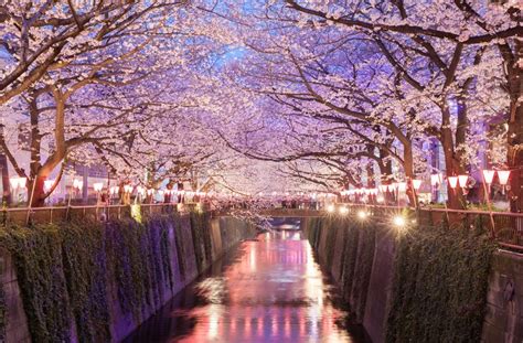 The Best Places To See Cherry Blossoms In Japan Showbizztoday