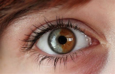 It isn't just from genetics but also from how blue eyes get their color in the same way that everything that is blue gets it color. how common are limbal ring on brown eyes? - AnthroScape