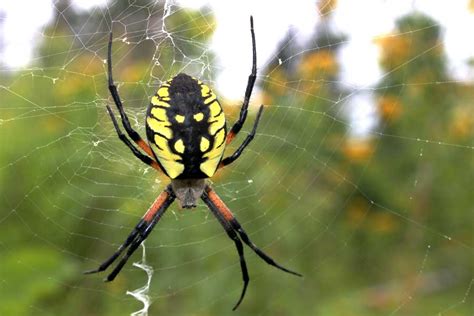 Banana Spider Images And Pictures Becuo