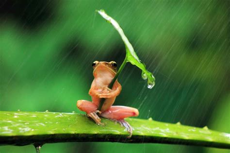We did not find results for: Beautiful Frog Wallpaper Download for free: Beautiful hd ...