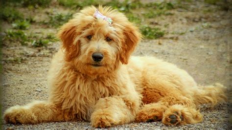 Goldendoodle Puppies Complete Dog Breed Information Petmoo