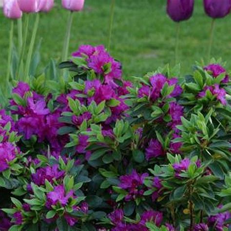 1 X Purple Azalea Japanese Evergreen Shrub Hardy Garden