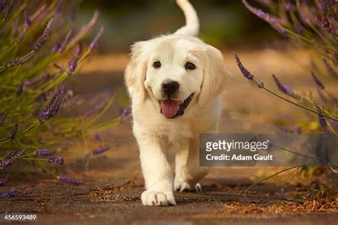 Golden Retriever Puppy Walk Photos And Premium High Res Pictures
