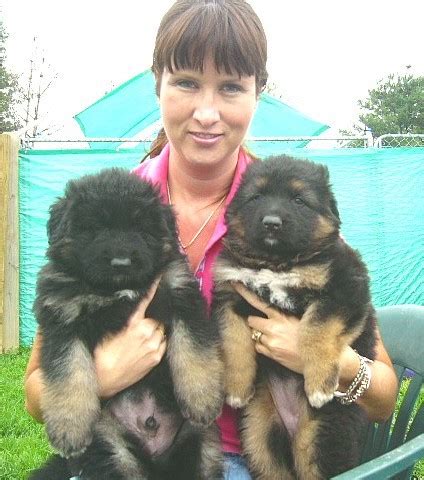 Two german shepherd puppies for sale, one male $1500; What breed is my puppy? Help!