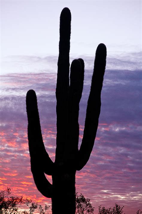 Giant Saguaro Cactus Silhouette And Sunrise Sky Photograph By James Bo