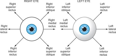 Residents and fellows contest rules | international ophthalmologists contest rules. The Pulse: Cranial Nerves III, IV, and VI