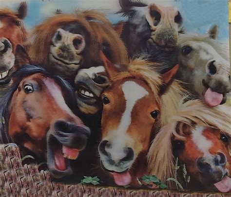 720p Free Download Crazy Horses Animal Faces Funny Horse Jokes