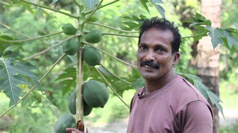 Organic Papaya Farming Youtube