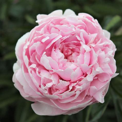 Baby Pink Peony Bulbs For Sale Myrtle Gentry Fragrant Easy To