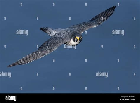 Peregrine Falcon In Flight Dorsal View With Eye Contact Stock Photo