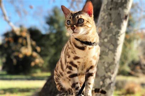 San diego bengals direct prides itself on the socialization of its litters. The Bengal Cat Leo who has made an impact in San Diego ...