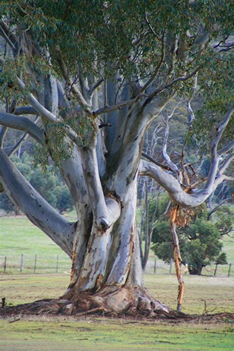 Tree Photography Australian Trees Weird Trees