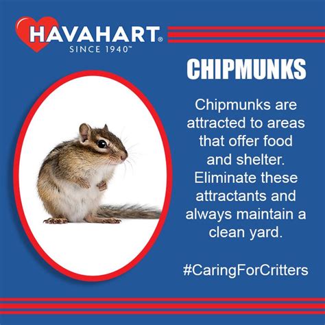Using a live trap to manually remove a chipmunk living inside your home