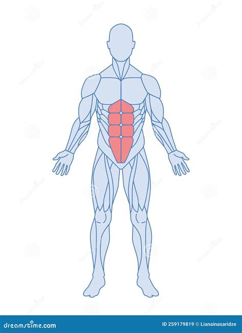 Male Muscle Anatomy Concept Stock Vector Illustration Of Healthcare