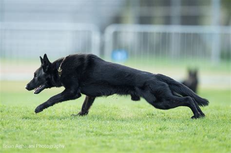 Jagr Von Wolfstraum Pittsburgh Dog Training