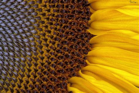 Wallpaper Flower Close Up Macro Photography Sunflower Seed Petal