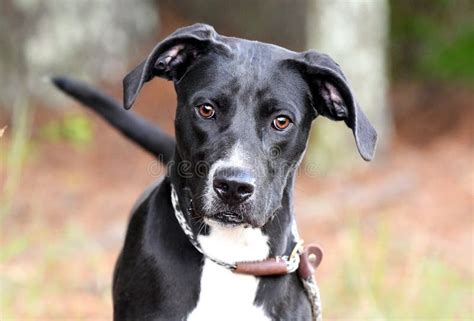 Young Female Labrador And Great Dane Mix Dog Wagging Tail Stock Photo