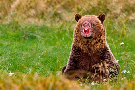 Grizzlybat Bear Funny Art Funny Animals