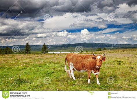 Grazing Cow Stock Photo Image Of Hill Agriculture Grass 48629992