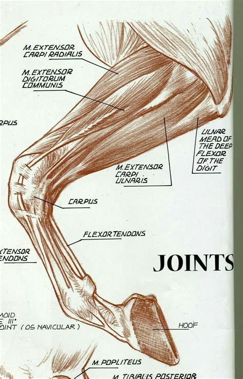 Joints Horse Anatomy Horse Drawings Horse Sketch