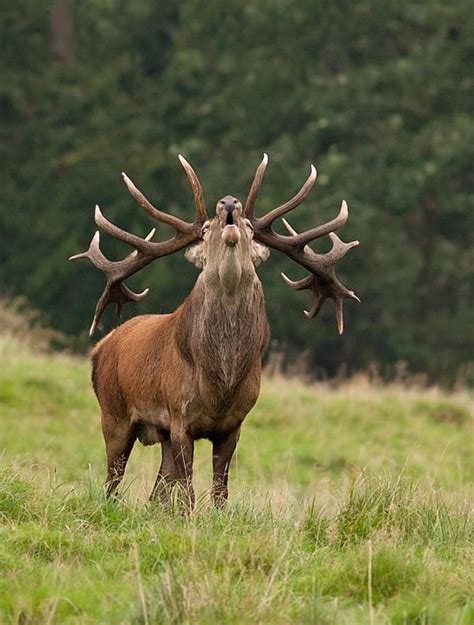 Myotherside — Beautiful Wildlife Red Deer By An De Wilde