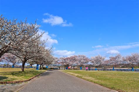 Cherry Blossoms Taken Free Photo On Pixabay Pixabay