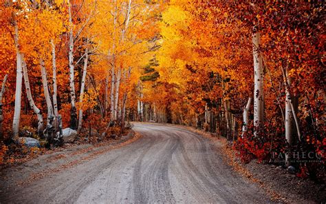Autumn Fall Landscape Nature Tree Forest Leaf Leaves Road Path
