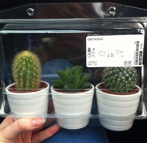1 064 просмотра 1 тыс. ily tiny ikea cacti | Cactus plants, Pretty plants, Plant ...