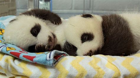 Unbearably Cute Atlanta Zoo Says 2 Panda Cubs Are Female The Seattle