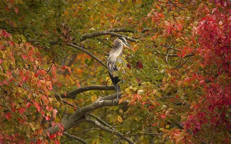 Bird Tree Branches Foliage Autumn Heron Wallpapers Hd