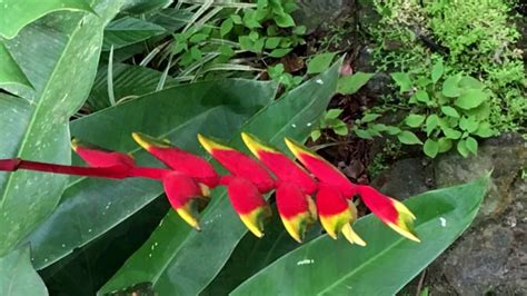 Costa Rica Flora And Fauna Youtube