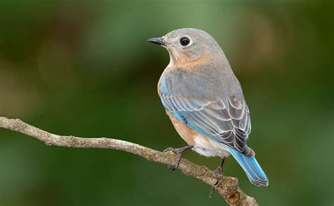 Identification Of The Female Eastern Bluebird Avian Report
