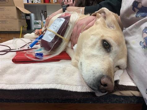 Need For Canine Blood Donation Rises Cochranenow Cochrane Albertas