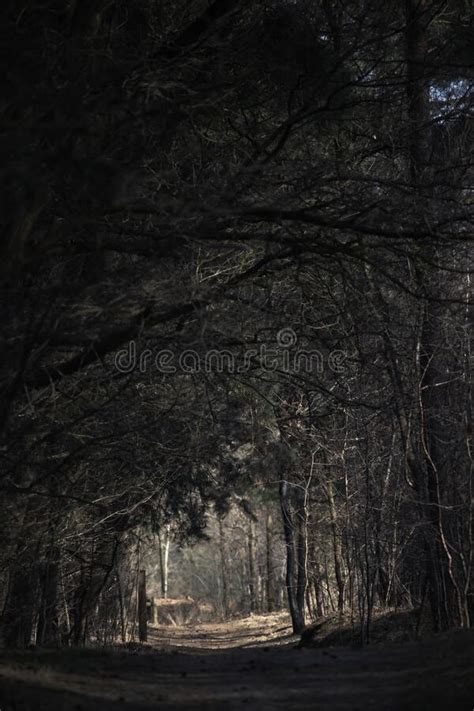 Mystical Dark Autumn Forest With Trail In Blue Fog Landscape With