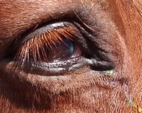Equine Eye Ulcers Julias Veterinary Blog