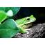 Animal Symbolism Frog Meaning On Whats Your Signcom